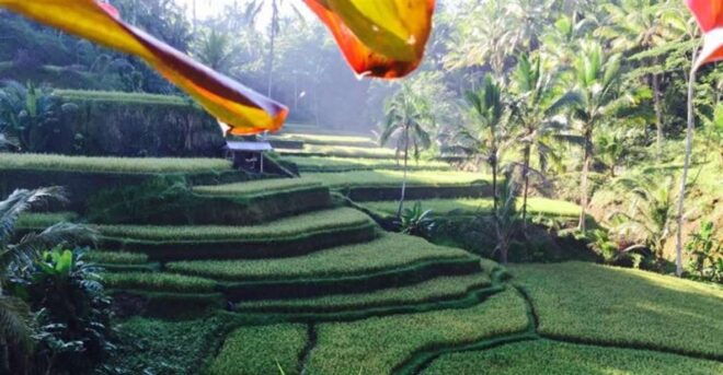 Ubud & Volcano Hot Springs Tours - Review Summary