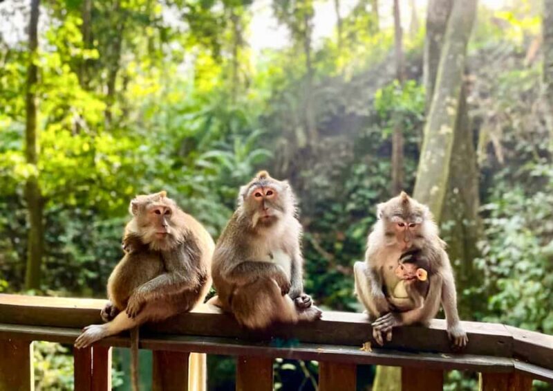 Ubud: Walking Tour with Campuhan Ridge & Monkey Forest - Good To Know