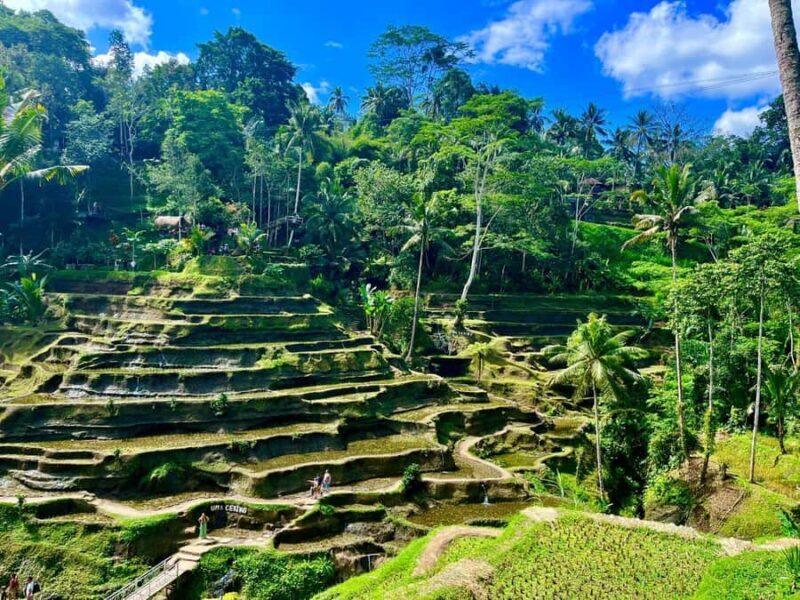 Ubud: Water Temple, Rice Terrace, Waterfall, Private Tour - Who Should Consider This Tour?