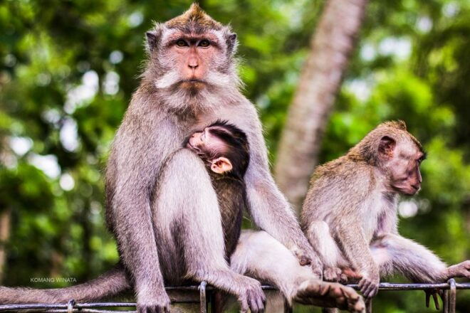 Ubud: Waterfall, Rice Terraces & Monkey Forest Private Tour - General Information