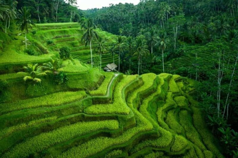 Ubud: Waterfall, Ricefield, Purification Ritual Private Tour - Good To Know
