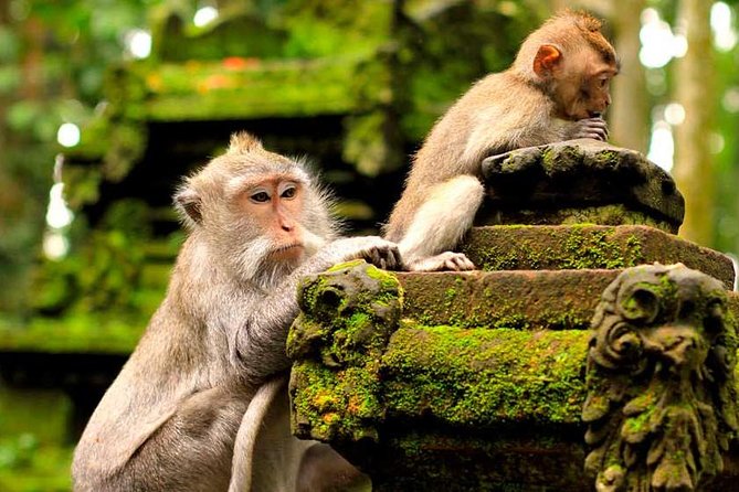 Ubud Waterfall Tour - Tour Highlights