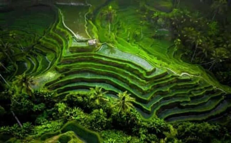 Ubud Waterfalls ,Rice Teraces ,& Swing ,Optional Art Galeria - Pricing and Overall Value