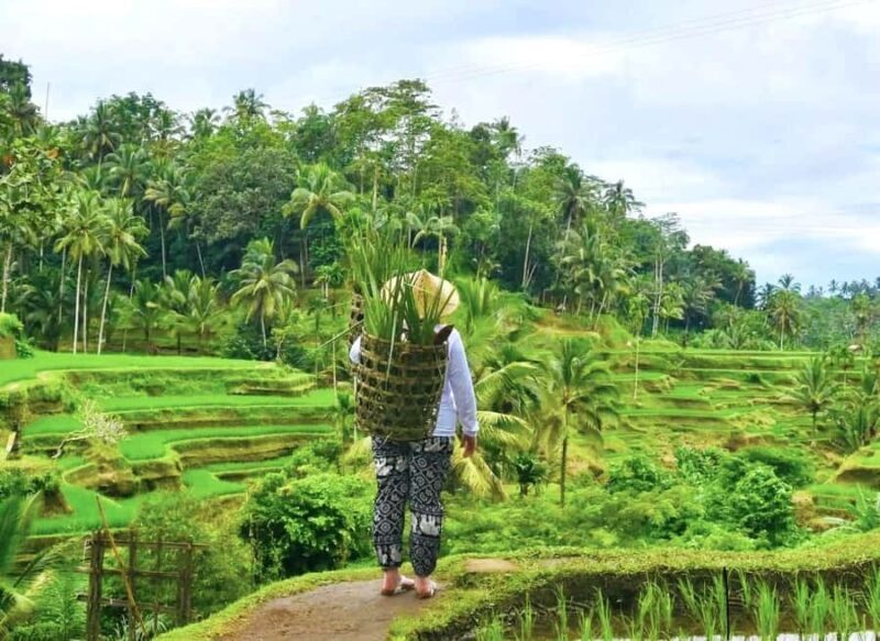 Ubud: Waterfalls, Sacred Monkey Forest & Rice Terraces Tour - FAQ