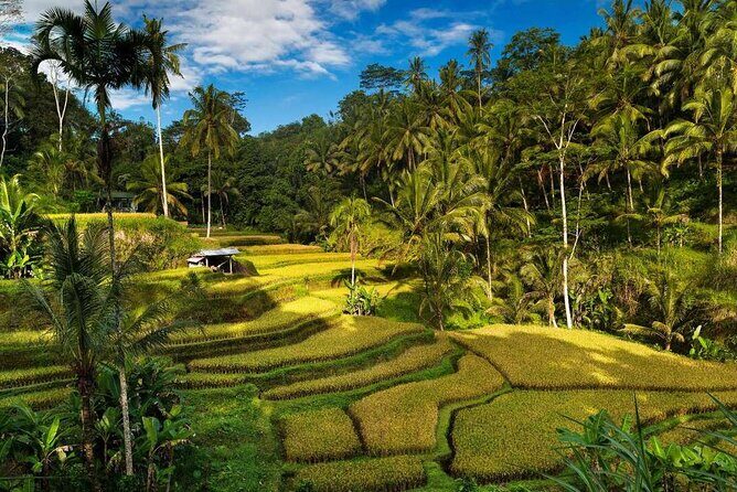 Ubud Waterfalls Water Temple and Rice Terraces Tour - Who Is This Tour Best For?