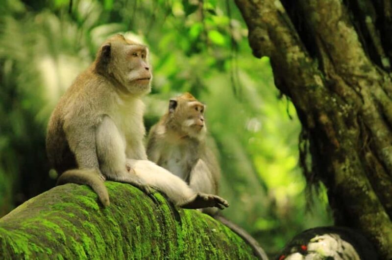Ubud: Waterfalls, Water Temple & Monkey Forest Shared Tour - Good To Know