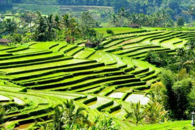 Ubud: Waterfalls,Rice Terrace & Monkey Forest Private Tours - Tour Stops
