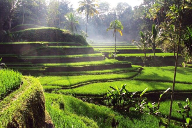 Ubud: Waterfalls,Water Temple,& Rice Terrace Private Tour - Tukad Cepung Waterfall