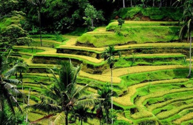 Ubud: Waterfalls,Water Temple,& Rice Terrace Private Tour - Tibumana Falls and Kanto Lampo Waterfall