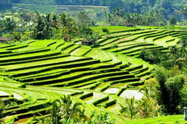 Ubud: Waterfalls,Water Temple,& Rice Terrace Private Tour - The Sum Up