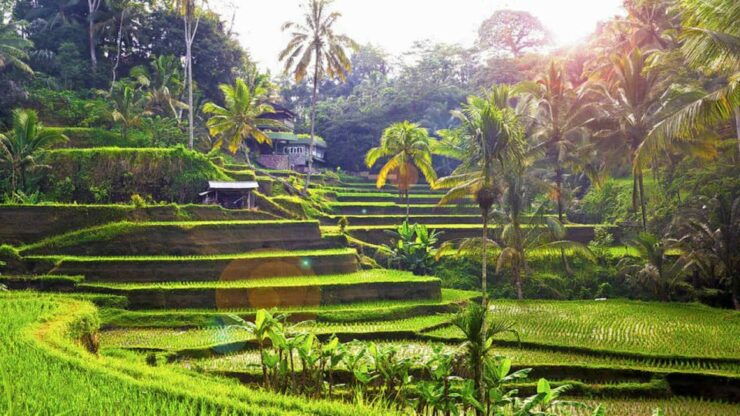 Ubud: Wood Carving Class in a Balinese Home - Experience Highlights