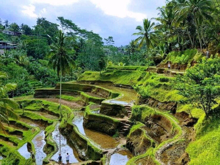 Ubud:Monkey Forest,Rice Terraces,Temple & Waterfalls Tours - Tour Highlights