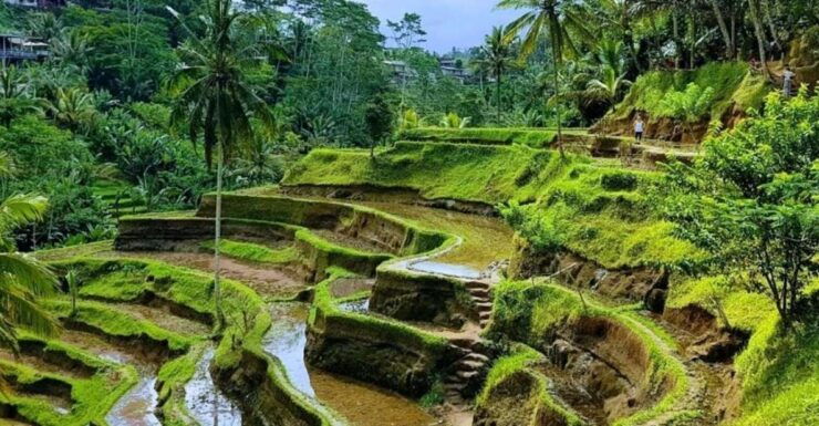 Ubud:Monkey Forest,Rice Terraces,Temple & Waterfalls Tours - Monkey Forest Experience