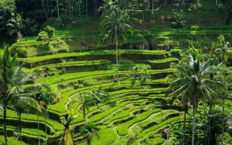 Ubud:private tour riceterace&swing waterfall& tirta empul - FAQ