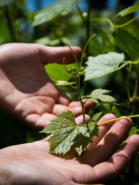 Uco Deluxe: Best Wineries and a Real "Asado Argentino" - Culinary Experience