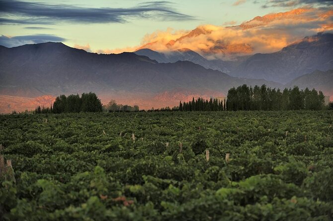 Uco Valley Private Wine Tasting Tour (Feb ) - Tour Overview