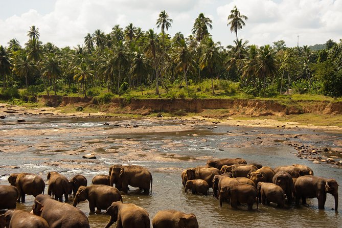 Uda Walawe Safari 1-Day-Tour From Mirissa, Weligama, Ahangama - The Sum Up