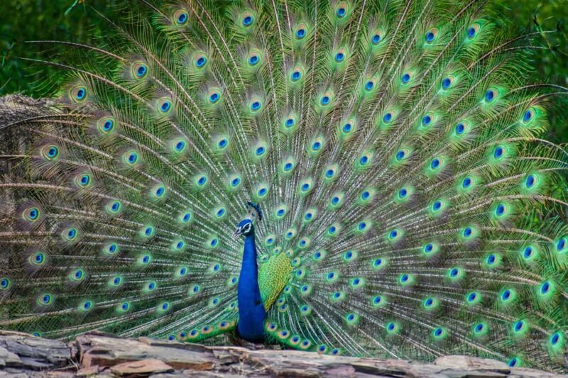 Udaipur: Sajjangarh Wildlife Sanctuary Entry Ticket - Introduction