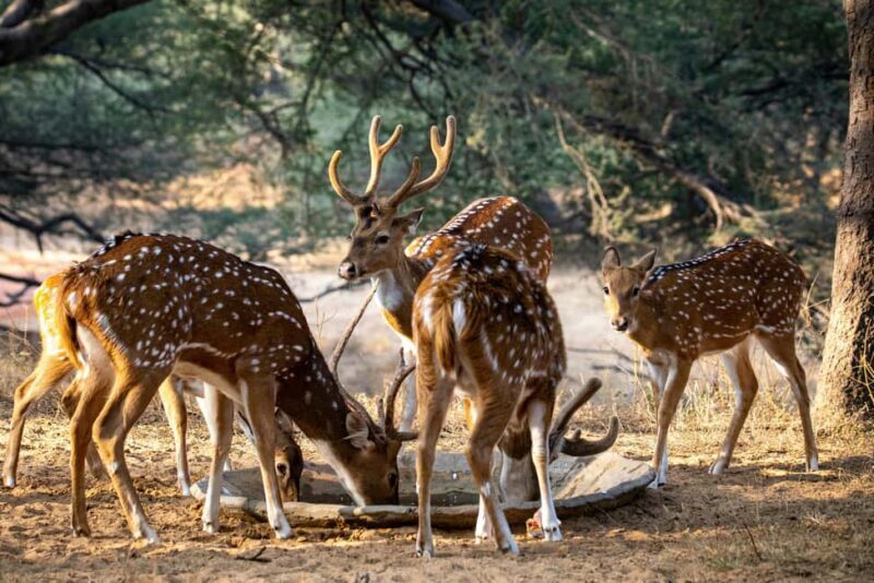 Udaipur: Sajjangarh Wildlife Sanctuary Entry Ticket - Frequently Asked Questions