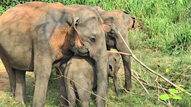 udawalawa/Ella tour (ahangama/waligama/mirissa/hiriketiya) - The Value of This Tour