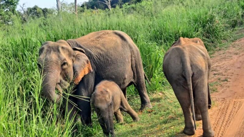 udawalawa/Ella tour (ahangama/waligama/mirissa/hiriketiya) - FAQ