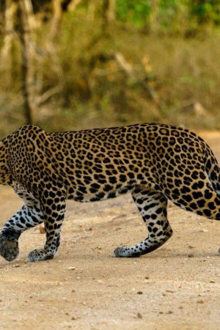 Udawalawa National Park - 4*4 Private Safari Jeep Tour - Tour Inclusions and Benefits