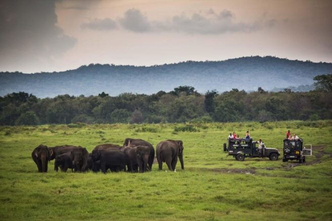 Udawalawa National Park: All-Inclusive Private Day Tour - Guided Tour Features