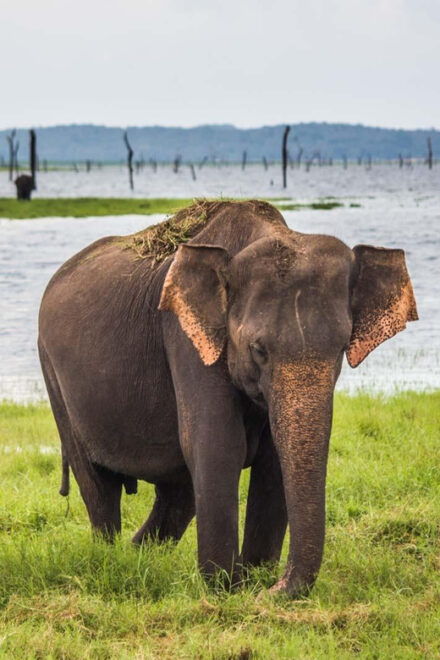Udawalawa National Park: All-Inclusive Private Day Tour - Customer Ratings and Feedback