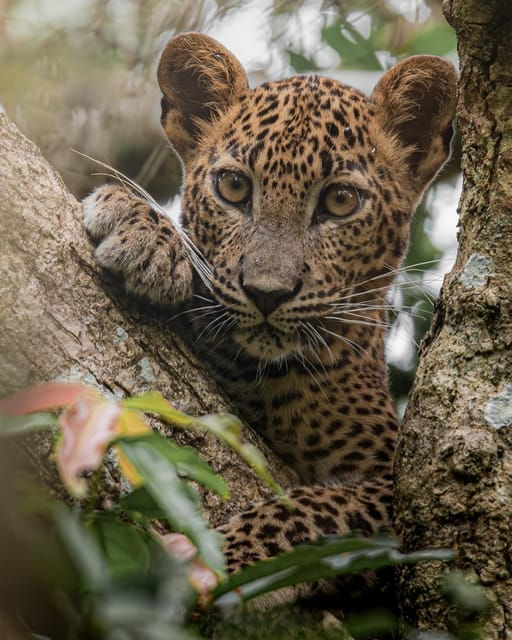 Udawalawa National Park - All-Inclusive Private Safari Tour - Experience Wildlife Safaris