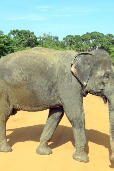 Udawalawa National Park - All-Inclusive Private Safari Tour - Booking and Cancellation Policies