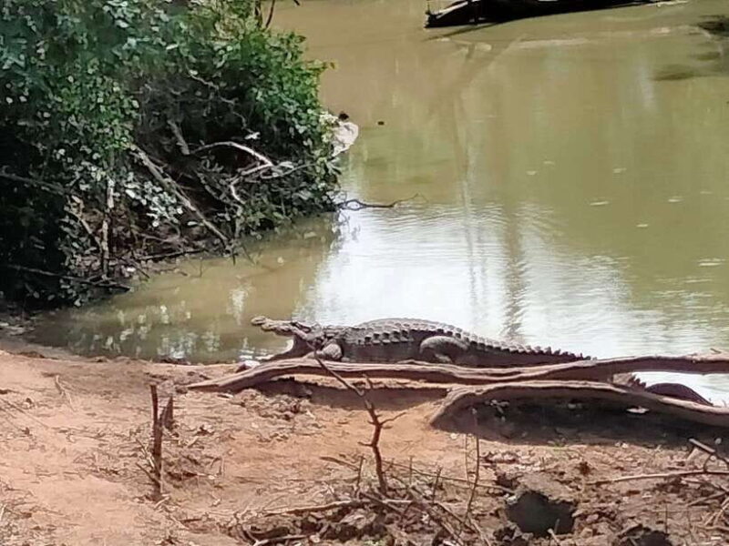 Udawalawa National Park: All Inclusive Safari Day Tour - Practical details: What does this mean for you?