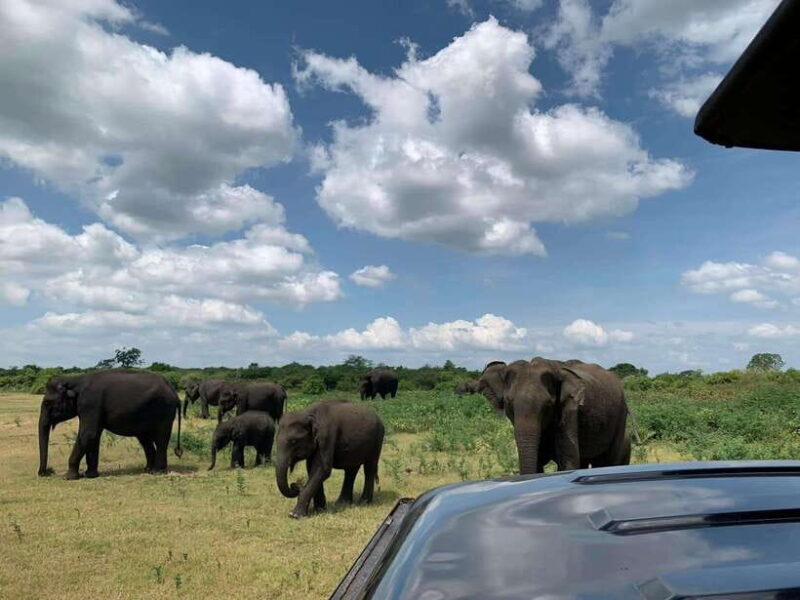 Udawalawa National Park: All Inclusive Safari Day Tour - How does this compare to other safaris?