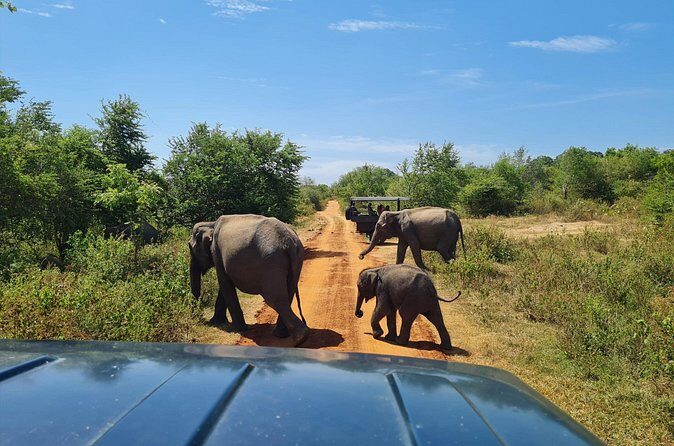 Udawalawa National Park All Inclusive Safari Tour from Hambantota - Final Thoughts