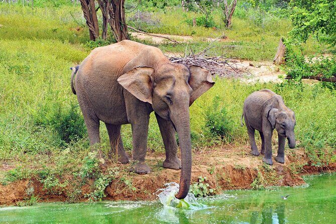Udawalawa National Park All Inclusive Safari Tour from Hambantota - Who Should Consider This Tour?