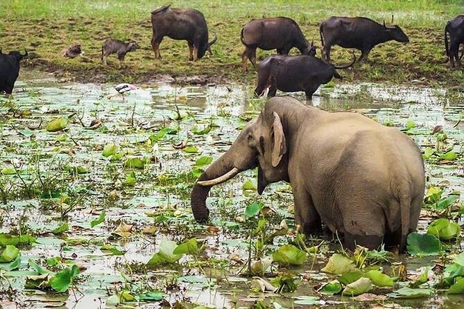 Udawalawa National Park Day Tour - Reviews