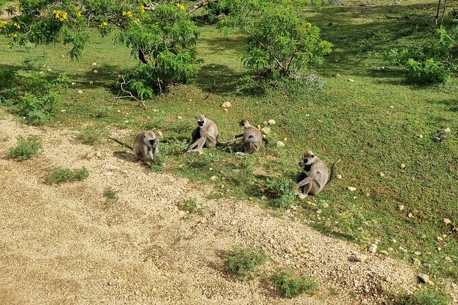 Udawalawa National Park Day Tour - Pricing and Terms