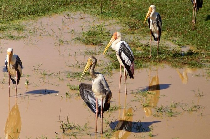 Udawalawa National Park Half Day Safari - Cancellation Policy for the Half Day Safari