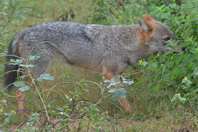 Udawalawa National Park Half Day Safari - Browse Traveler Photos for a Visual Preview