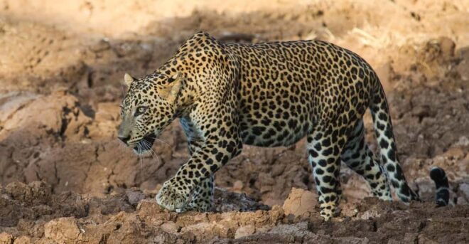 Udawalawa National Park: Morning Afternoon Safari - Key Wildlife Sightings