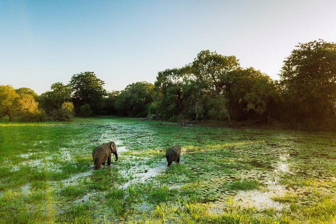 Udawalawa National Park & Orphanage Visit from Hambantota Port - Who Should Consider This Tour?