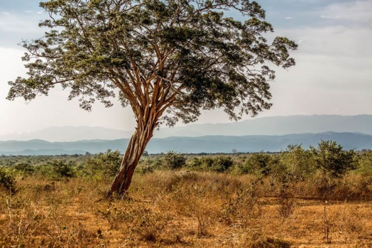 Udawalawa National Park: Private Safari - Ticket Details