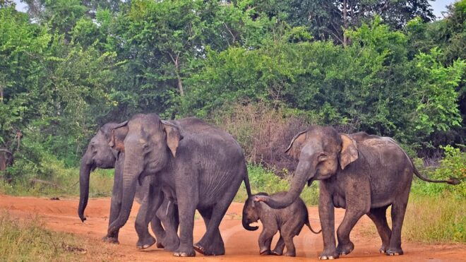 Udawalawa National Park: Private Safari - Meeting Point