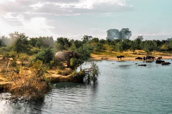 Udawalawa National Park: Private Safari - Customer Testimonial