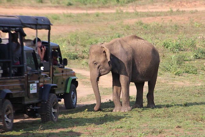 Udawalawa National Park Safari - Transport and Logistics