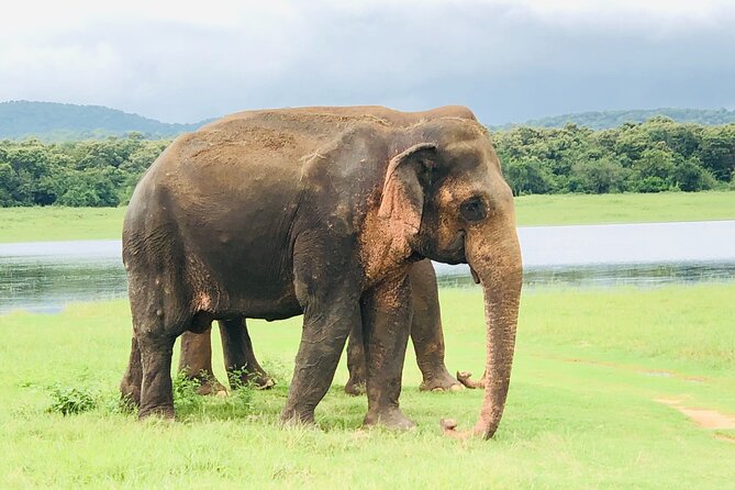 Udawalawa National Park Safari Day Tour - Terms and Conditions