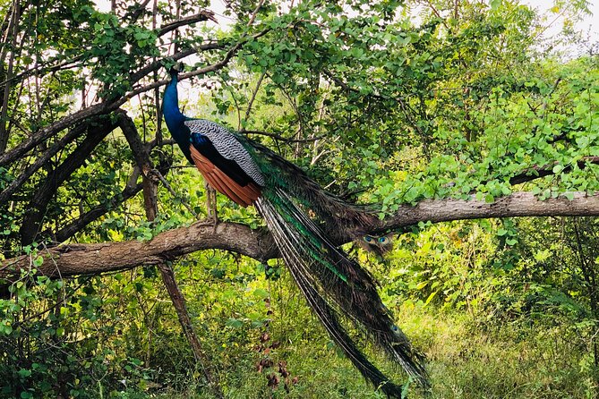 Udawalawa National Park Safari Day Tour - Safari Highlights
