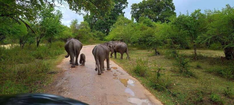 Udawalawa National Park Safari & Elephant Transit Home Tour - Good To Know