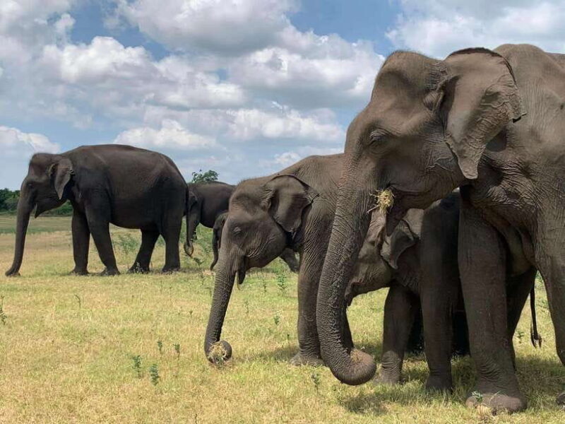 Udawalawa National Park: Safari & Elephant Transit Home Tour - Good To Know