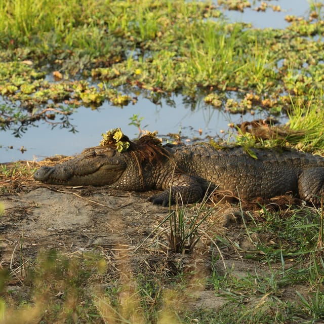 Udawalawa National Park Safari & Elephant Transit Home Tour - Elephant Transit Home Visit