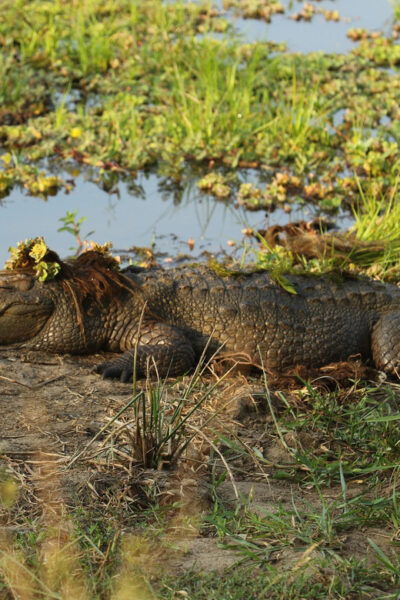 Udawalawa National Park Safari & Elephant Transit Home Tour - Wildlife Viewing Highlights